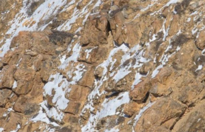 Can you spot the big cat hidden in plain sight?