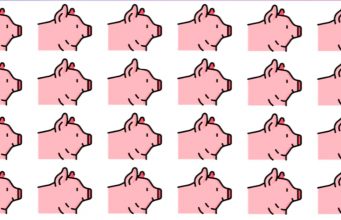 Only 5 Out Of 100 People Can Find The Different Pig!