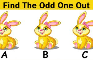 Can You Find The Odd Bunny In This Picture?