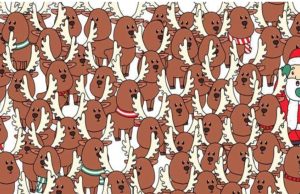 Can YOU spot the bear in this reindeer scene?