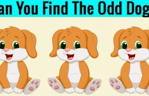 Can You Find The Odd Dog In This Image?