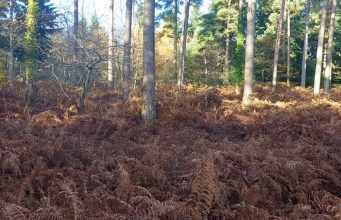 Most Americans can’t do it: Let’s see if you’re able to find the dog hiding in this picture