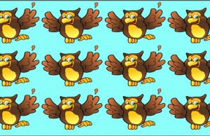 Find two Different Owls in less than 60 seconds