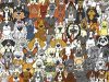 Can YOU find the Panda among these Dogs?