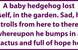 A baby hedgehog lost itself.