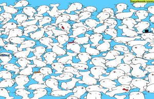 Can YOU find the marshmallow lost among the seals in this brainteaser?
