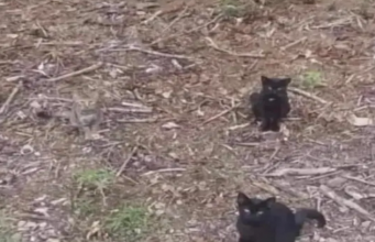 You’re hawk-eyed if you can spot all FOUR cats in this optical illusion.