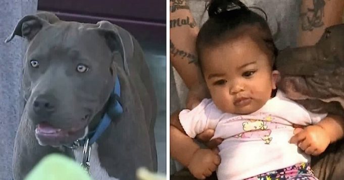 Mom finds pit bull dragging 7-month-old baby by her diaper after house goes up in flames