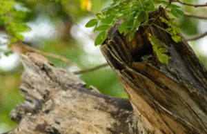 Can you spot the tiny owlet in this woodland scene in less than 20 seconds?