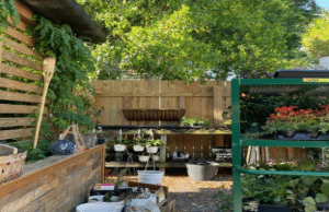 A CHEEKY cat is hiding among the plants at a garden centre. Find him?