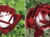 This rare rose with both red and white petals has the most exquisite color combination
