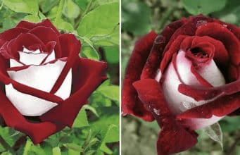 This rare rose with both red and white petals has the most exquisite color combination
