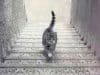 Viral optical illusion: Is the cat going up or down the stairs?