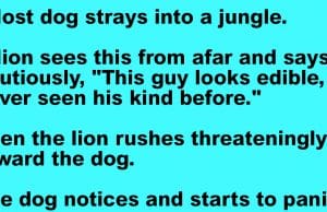 A lost dog strays into a jungle.