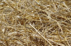 Can you spot the french fries in 15 seconds?