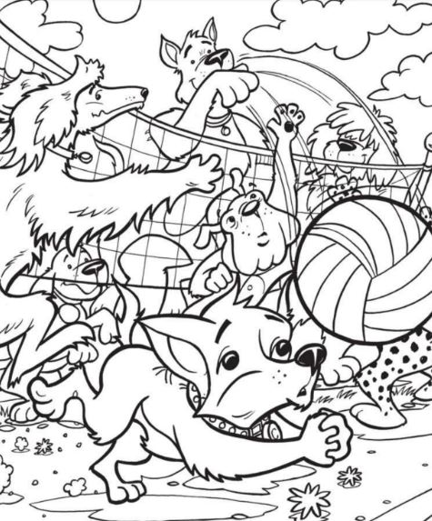 Hidden Picture: Volleyball.